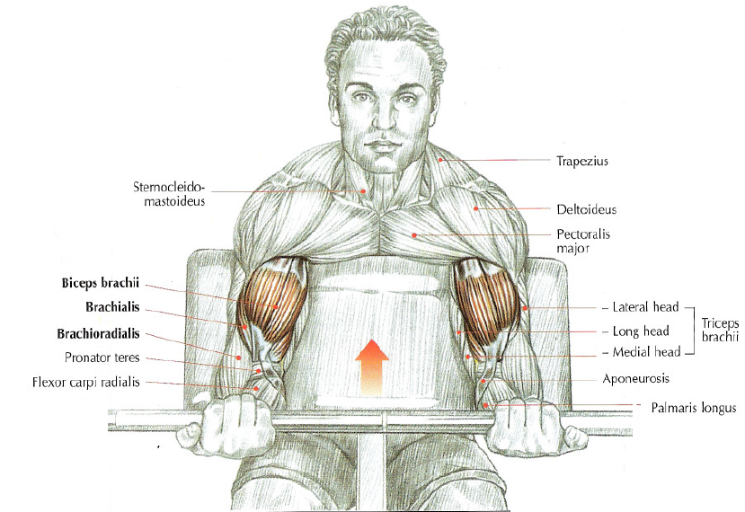 DB Preacher Curl