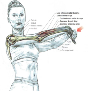 muscle, anatomy, stretching, forearm, exercise