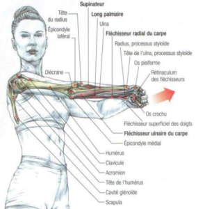 muscle, anatomy, stretching, forearm, exercise