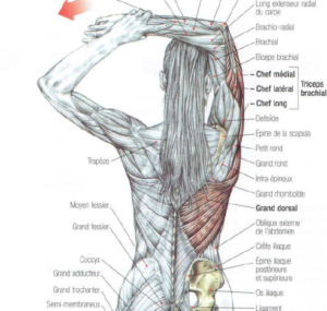 stretching, triceps, anatomy, muscle