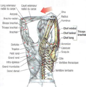 stretching, triceps, anatomy, muscle