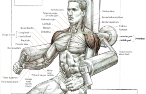 shouler exercise machine lateral raises