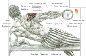 shouler exercise side lying lateral raises