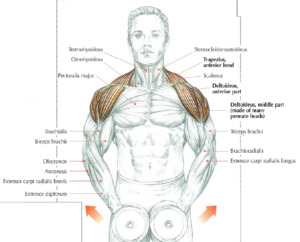 shouler exercise lateral raises