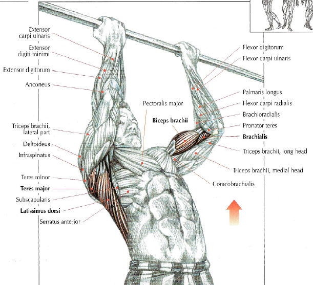 How To Do Reverse ChinUps • Stephane Andre