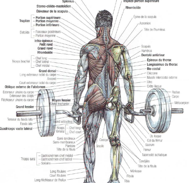 How To Do Trap Bar Deadlift Stephane Andre how-to-do-trap-bar-deadlift-stephane-andre