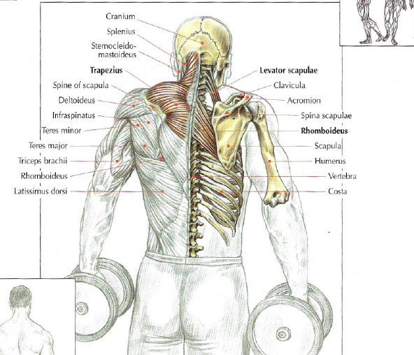 How To Do Dumbbell Shrugs Stephane Andre how-to-do-dumbbell-shrugs-stephane-andre