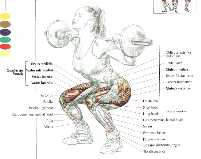 How To Do Squat • Stephane Andre