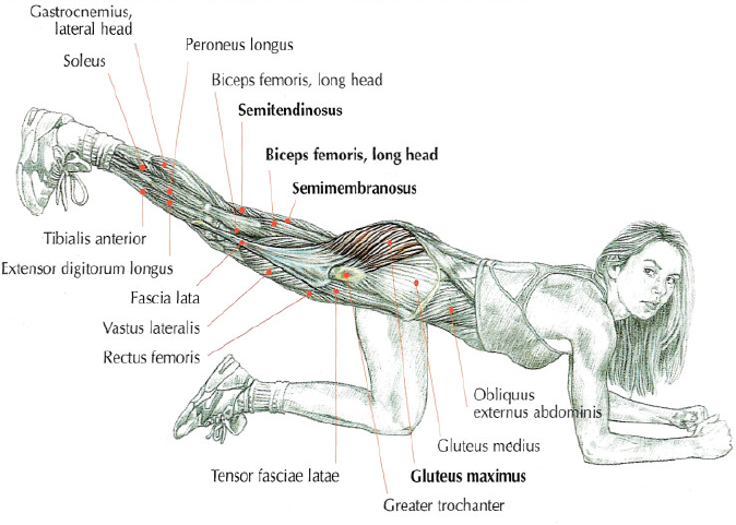 Floor Hip Extensions • Stephane Andre