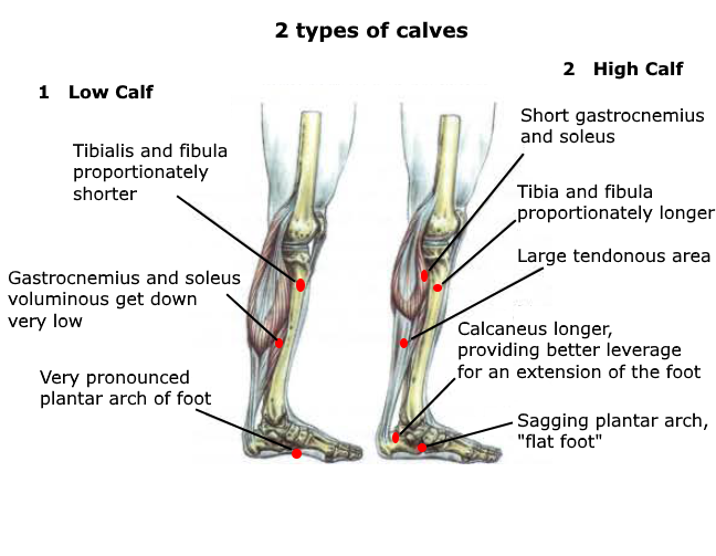 Anatomy of the calf