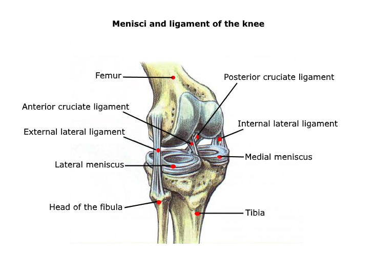 Meniscus Ligament Knee Anatomy