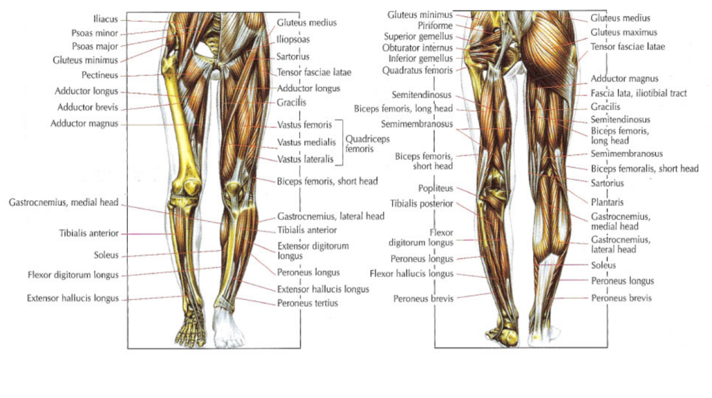Anatomy of the leg muscle