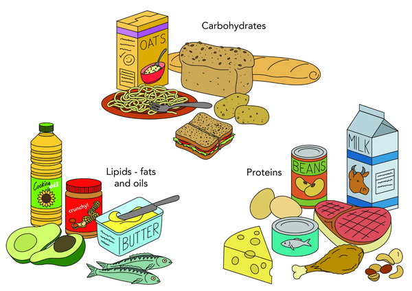 nutrient, nutrition, carbohydrate, lipide, fat, oil, protein, macro, food