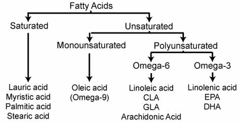 fatty, acid, saturated, unsaturated, monounsaturated, polyunsaturated, omega,3,6,9,linolenic, linoleic, cla, gla, arachidonic, epa, dha, oleic, lauric, myristic,palmitic, stearic 