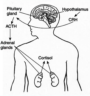 cortisol hormone organ body