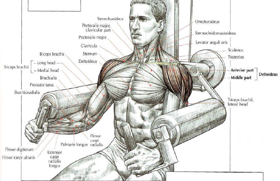 Shoulder exercise machine lateral raises