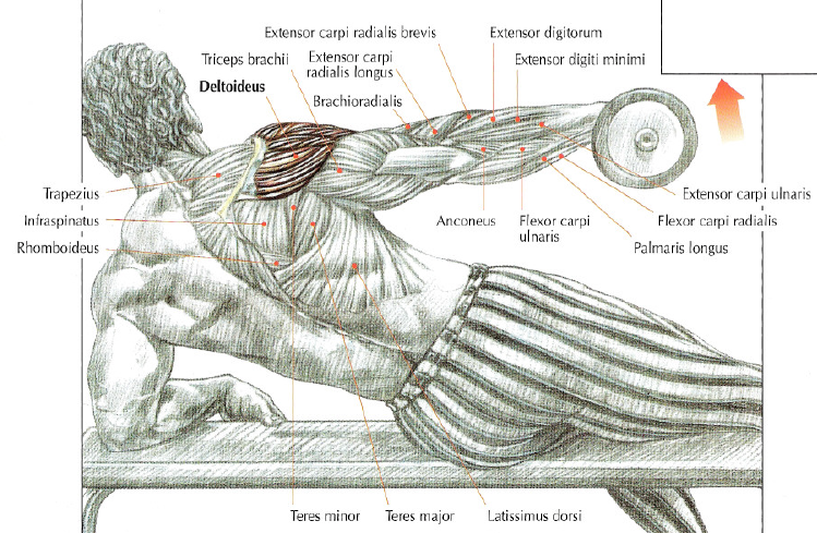 shoulder exercise side lying lateral raises