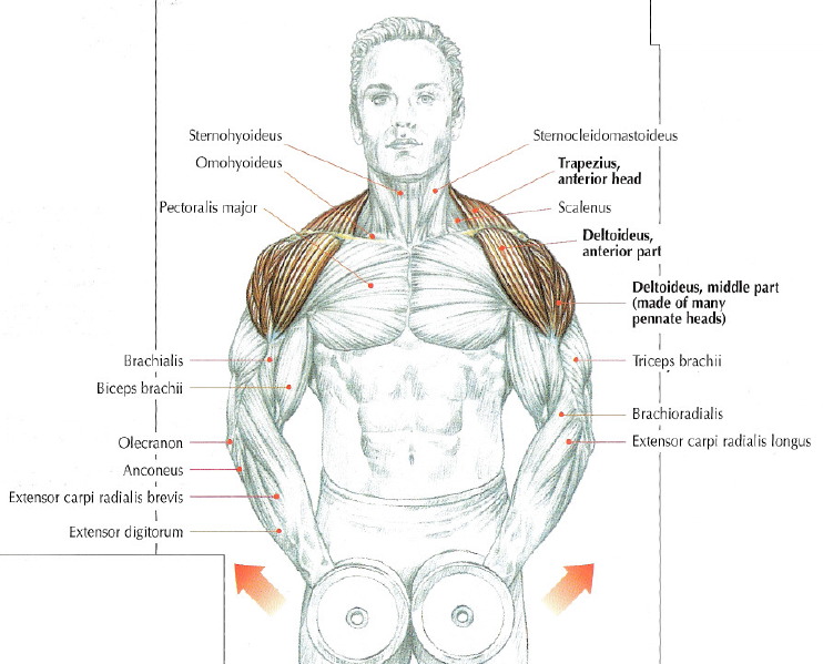 Ejercicios deltoide anterior