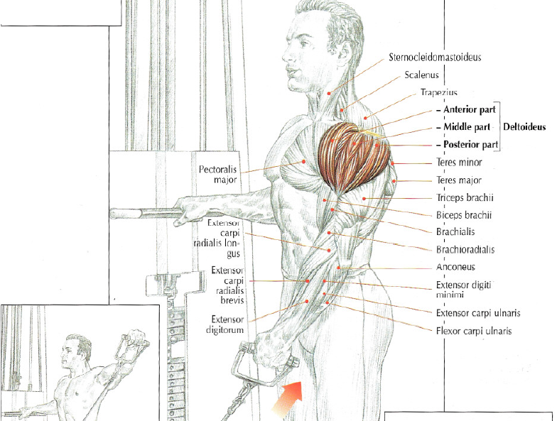 shoulder exercise low pulley lateral raises