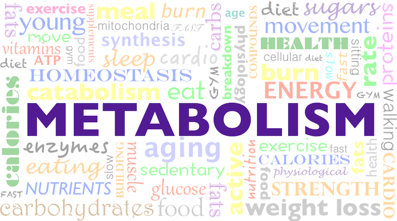 metabolism