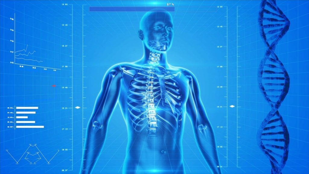 metabolic damage anatomy body